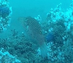 Canthigaster punctatissima