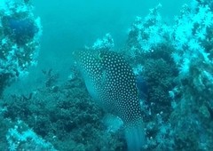 Canthigaster punctatissima