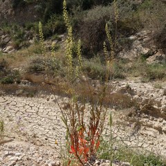 Reseda lanceolata lanceolata