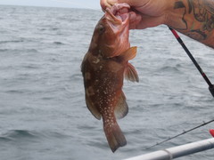 Epinephelus morio