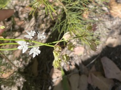 Xanthosia atkinsoniana