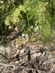 Xanthosia atkinsoniana