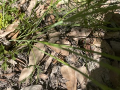 Xanthosia atkinsoniana