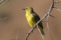 Ploceus cucullatus