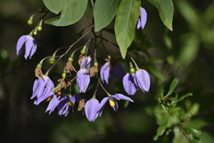 Solanum seaforthianum