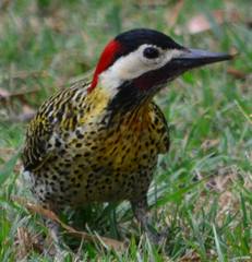 Colaptes melanochloros