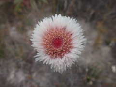 Actinodium cunninghamii