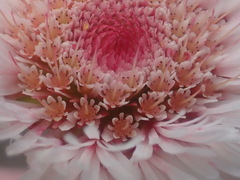 Actinodium cunninghamii