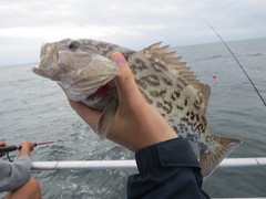 Mycteroperca microlepis