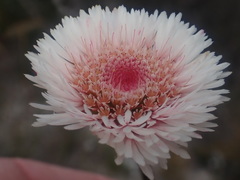 Actinodium cunninghamii