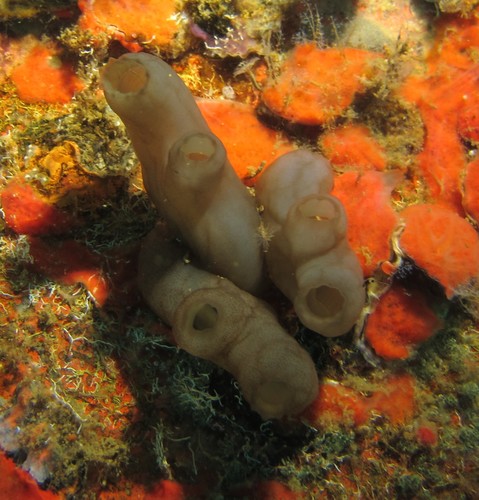 Representative image of Phallusia