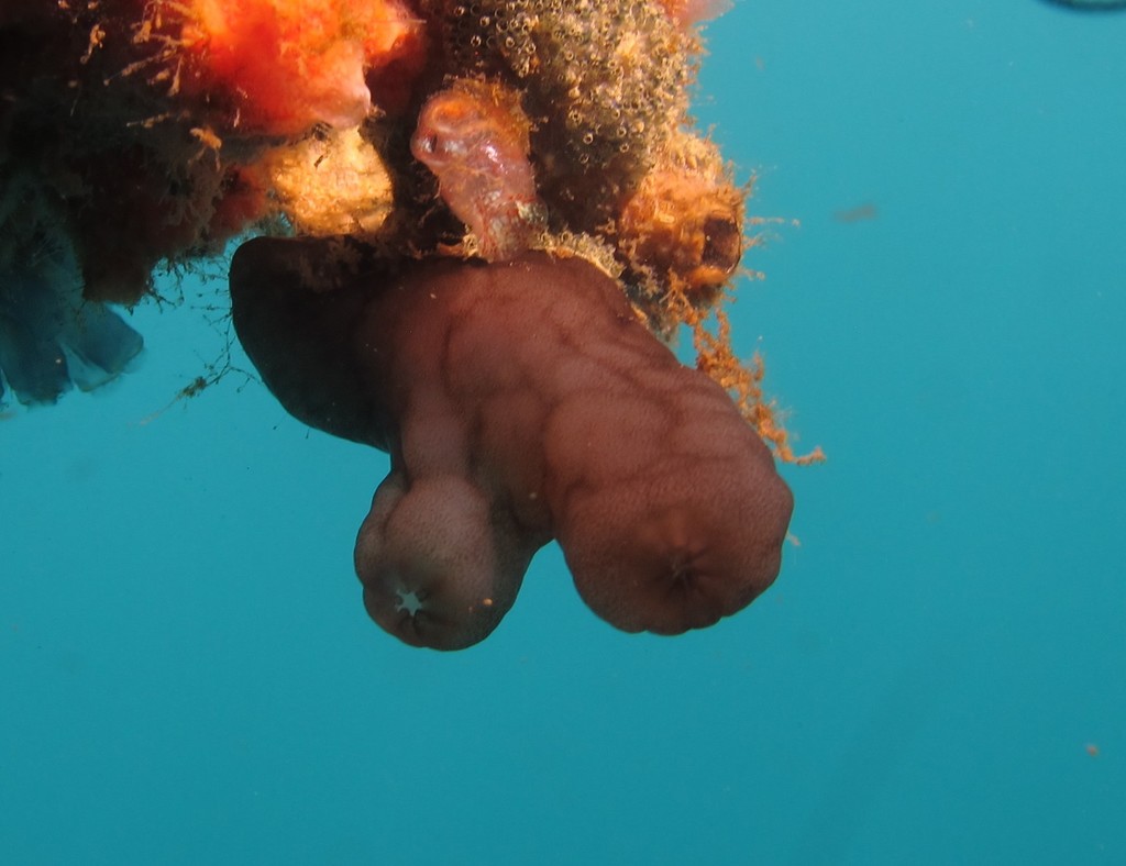 Ascidian