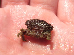 Paraxanthias taylori