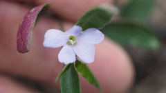 Brunoniella