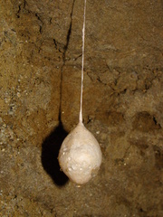 Spelungula cavernicola