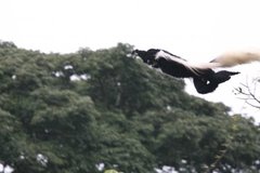 Colobus caudatus