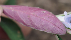 Brunoniella