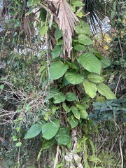 Epipremnum