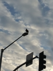 Buteo jamaicensis