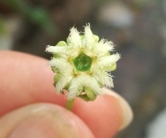 Gonolobus sororius