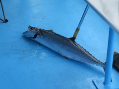 Scomberomorus cavalla