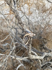 Anconia hebardi