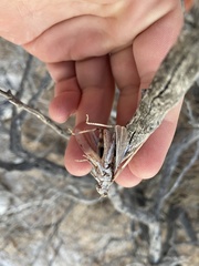 Anconia hebardi