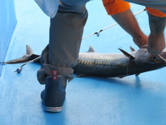 Scomberomorus cavalla