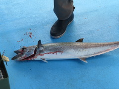 Scomberomorus cavalla