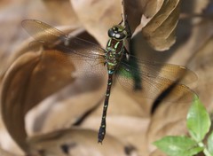 Zosteraeschna ellioti