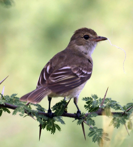 Jui Blanco (Elaenia martinica)
