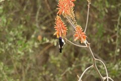 Anthreptes orientalis