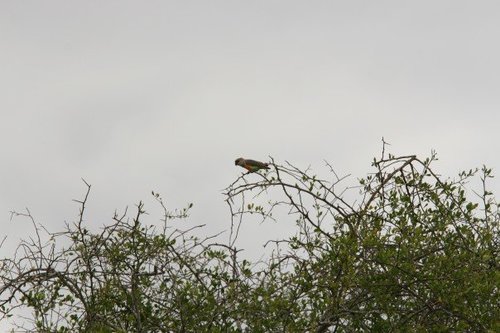 Red-bellied Parrot (Poicephalus rufiventris), photo 8