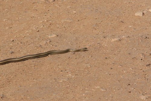 Rukwa Sand Racer