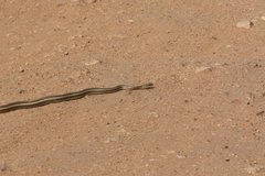 Psammophis rukwae