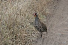 Pternistis rufopictus