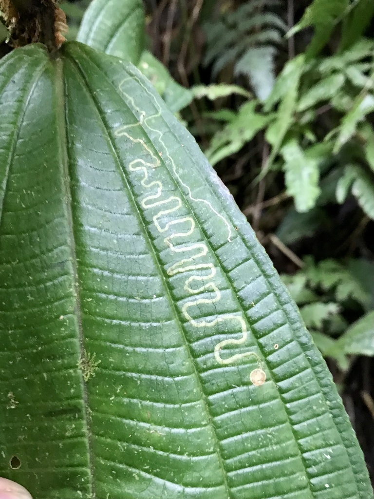 Ozadelpha