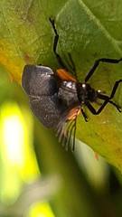 Lampyridae