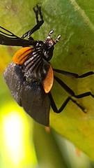 Lampyridae