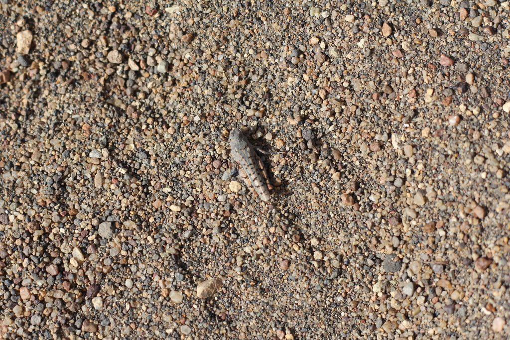 Tetrixocephalus willemsei