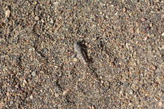 Tetrixocephalus willemsei