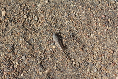 Tetrixocephalus willemsei