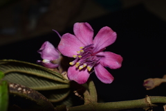 Meriania weberbaueri