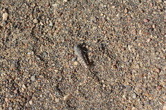 Tetrixocephalus willemsei