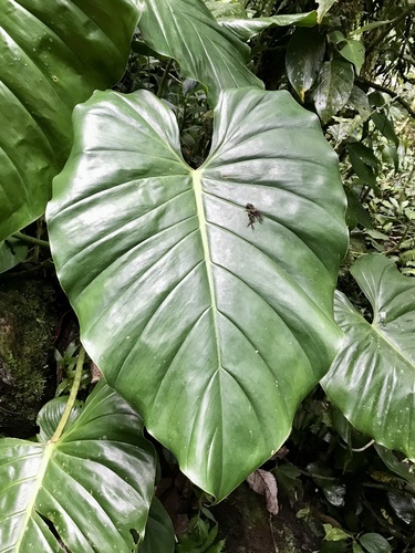 Philodendron schottianum, photograph 2