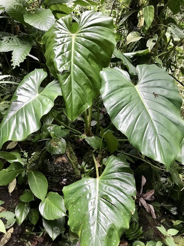 Philodendron schottianum, photograph 3