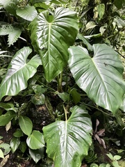 Philodendron schottianum, photograph Rose Zappa, CC BY, iNaturalist via GBIF
