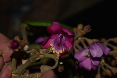 Meriania weberbaueri