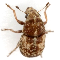 Eusphyrus eusphyroides