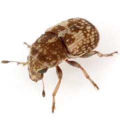 Eusphyrus eusphyroides